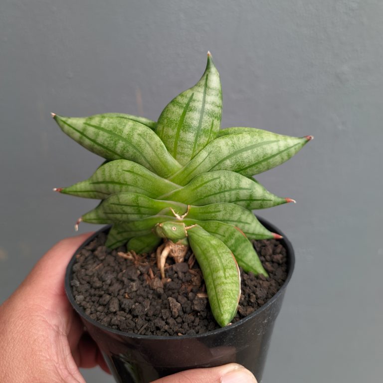 1051. Sansevieria Vienna