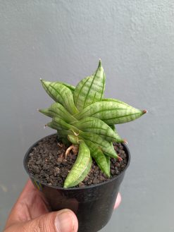Sansevieria Vienna, real gallery image #10 plants. Picture taken directly from kaktus.id community Sansevieria farmer green houses.