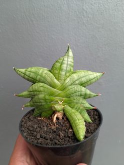 Sansevieria Vienna, real gallery image #19 plants. Picture taken directly from kaktus.id community Sansevieria farmer green houses.
