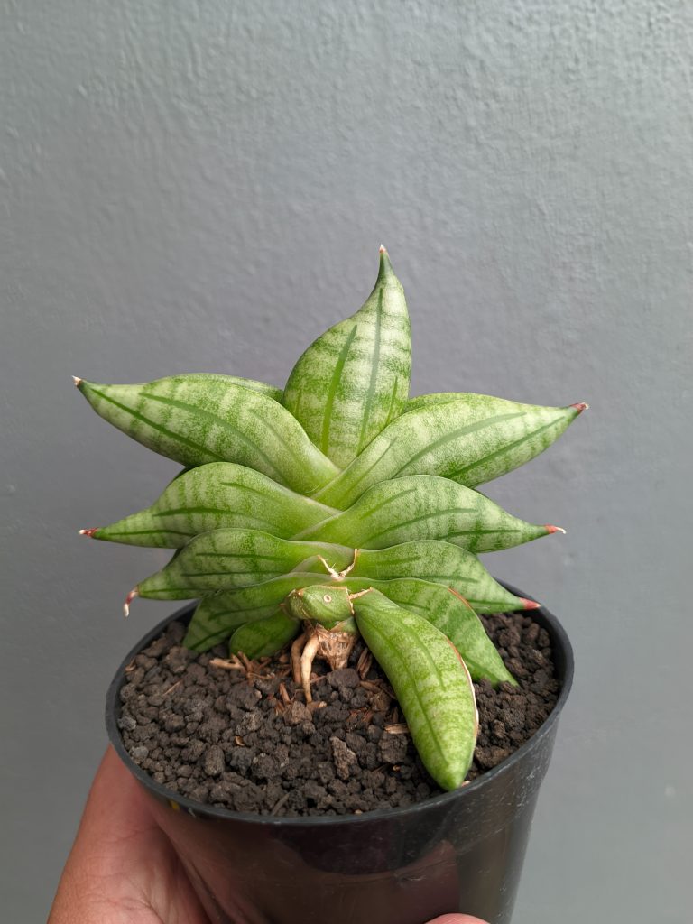 kaktus.id