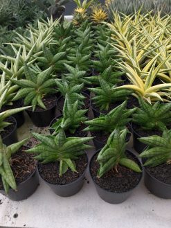 Sansevieria Vienna, real gallery image #1 plants. Picture taken directly from kaktus.id community Sansevieria farmer green houses.