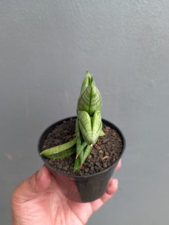 Sansevieria Vienna, real gallery image #12 plants. Picture taken directly from kaktus.id community Sansevieria farmer green houses.