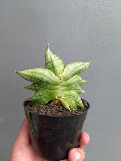 Sansevieria Vienna, real gallery image #14 plants. Picture taken directly from kaktus.id community Sansevieria farmer green houses.