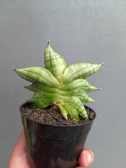 Sansevieria Vienna, real gallery image #6 plants. Picture taken directly from kaktus.id community Sansevieria farmer green houses.
