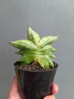 Sansevieria Vienna, real gallery image #4 plants. Picture taken directly from kaktus.id community Sansevieria farmer green houses.