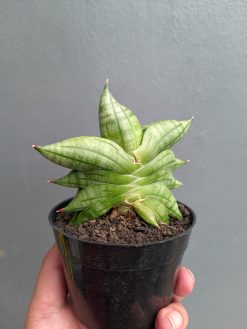Sansevieria Vienna, real gallery image #2 plants. Picture taken directly from kaktus.id community Sansevieria farmer green houses.