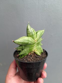Sansevieria Vienna, real gallery image #16 plants. Picture taken directly from kaktus.id community Sansevieria farmer green houses.