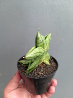 Sansevieria Vienna, real gallery image #8 plants. Picture taken directly from kaktus.id community Sansevieria farmer green houses.