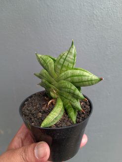 Sansevieria Vienna, real gallery image #18 plants. Picture taken directly from kaktus.id community Sansevieria farmer green houses.