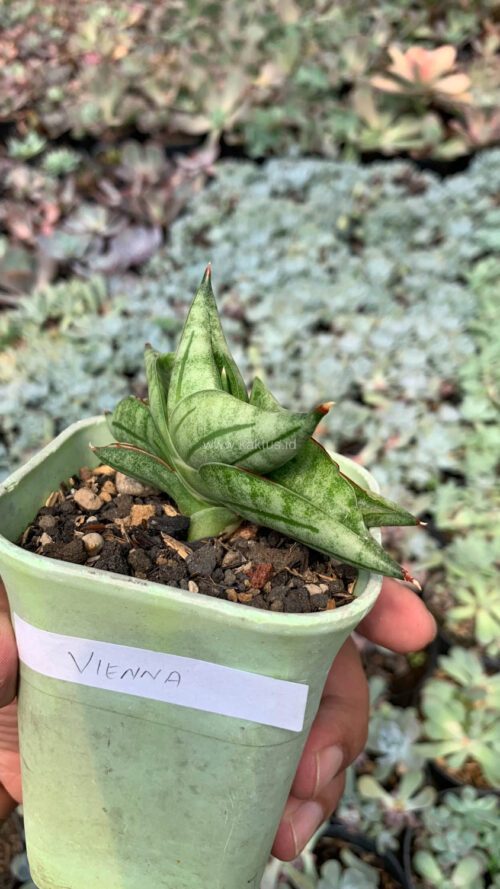 Sansevieria Vienna, real gallery image #9 plants. Picture taken directly from kaktus.id community Sansevieria farmer green houses.