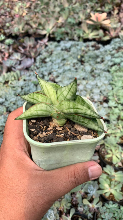 Sansevieria Vienna, real gallery image #11 plants. Picture taken directly from kaktus.id community Sansevieria farmer green houses.