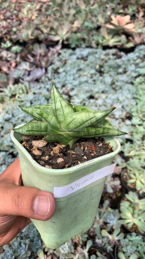 Sansevieria Vienna, real gallery image #5 plants. Picture taken directly from kaktus.id community Sansevieria farmer green houses.