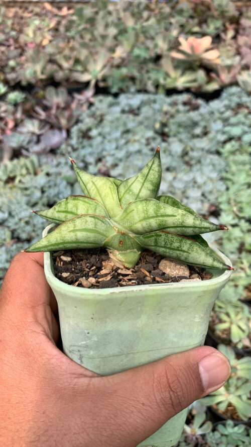 Sansevieria Vienna, real gallery image #13 plants. Picture taken directly from kaktus.id community Sansevieria farmer green houses.