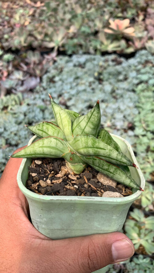 Sansevieria Vienna, real gallery image #7 plants. Picture taken directly from kaktus.id community Sansevieria farmer green houses.