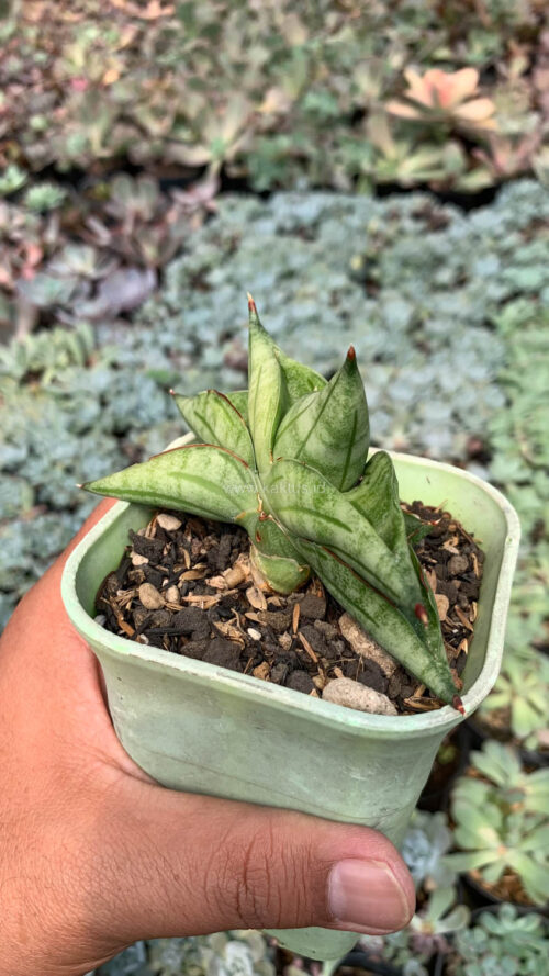 Sansevieria Vienna, real gallery image #15 plants. Picture taken directly from kaktus.id community Sansevieria farmer green houses.