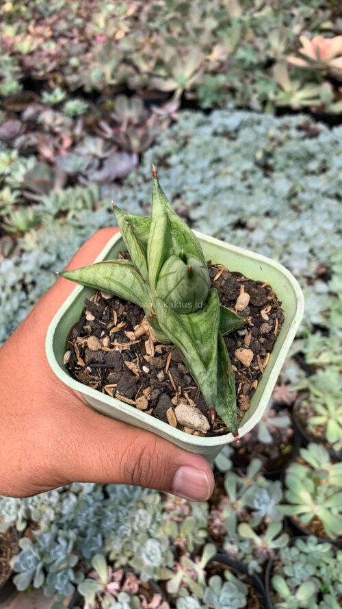 Sansevieria Vienna, real gallery image #17 plants. Picture taken directly from kaktus.id community Sansevieria farmer green houses.
