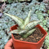 Sansevieria Donii, real gallery image #11 plants. Picture taken directly from kaktus.id community Sansevieria farmer green houses.