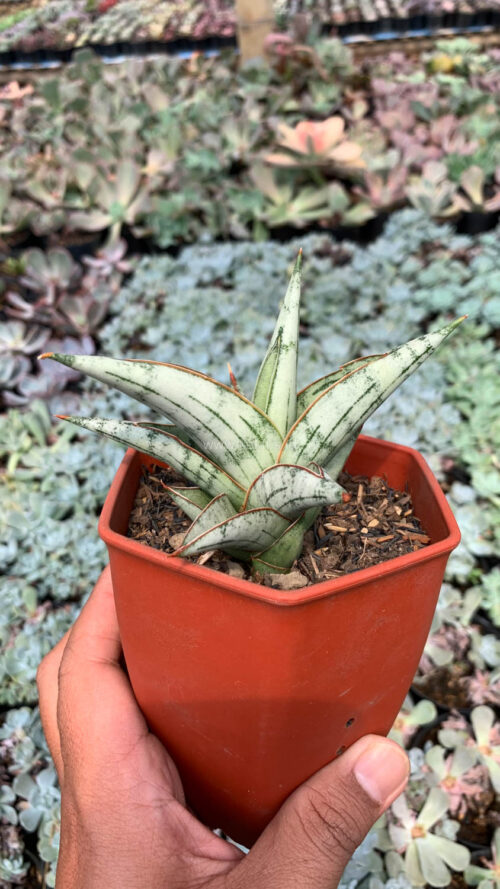 Sansevieria Donii, real gallery image #2 plants. Picture taken directly from kaktus.id community Sansevieria farmer green houses.