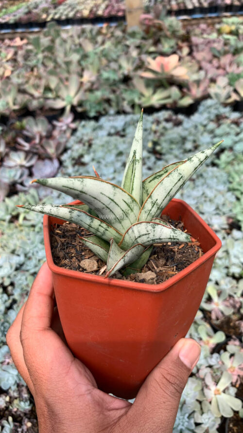 Sansevieria Donii, real gallery image #1 plants. Picture taken directly from kaktus.id community Sansevieria farmer green houses.