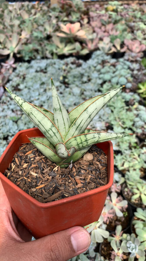 Sansevieria Donii, real gallery image #10 plants. Picture taken directly from kaktus.id community Sansevieria farmer green houses.