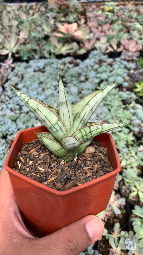 Sansevieria Donii, real gallery image #9 plants. Picture taken directly from kaktus.id community Sansevieria farmer green houses.