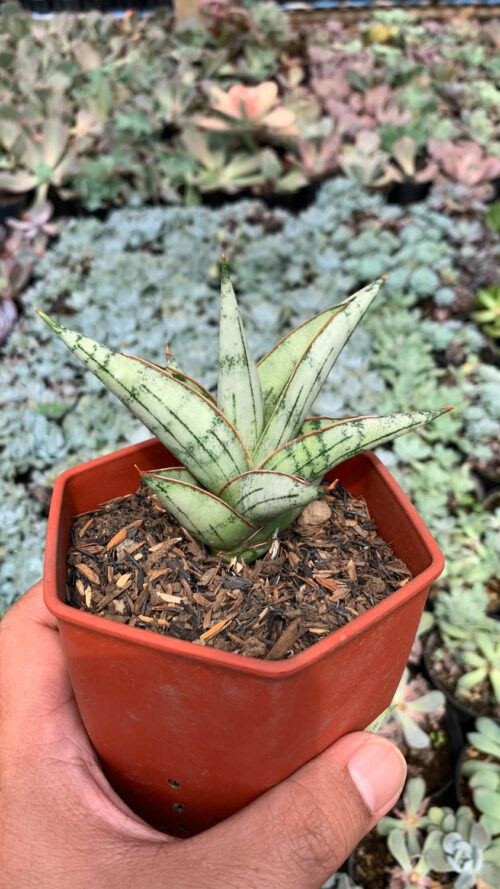 Sansevieria Donii, real gallery image #8 plants. Picture taken directly from kaktus.id community Sansevieria farmer green houses.