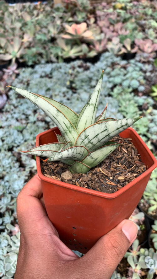 Sansevieria Donii, real gallery image #7 plants. Picture taken directly from kaktus.id community Sansevieria farmer green houses.