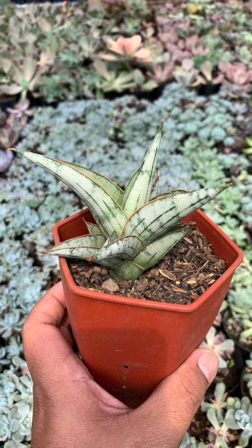 Sansevieria Donii, real gallery image #6 plants. Picture taken directly from kaktus.id community Sansevieria farmer green houses.