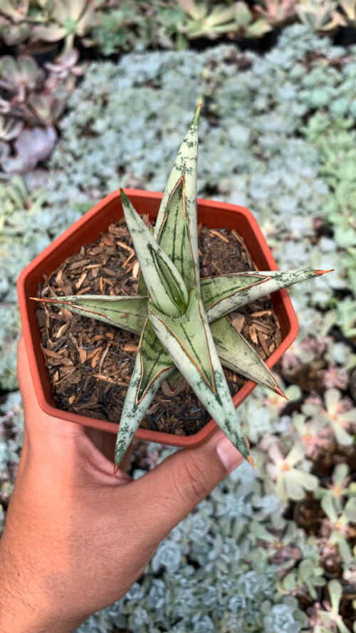 Sansevieria Donii, real gallery image #5 plants. Picture taken directly from kaktus.id community Sansevieria farmer green houses.