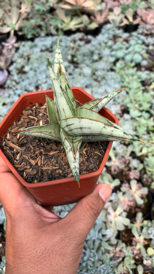 Sansevieria Donii, real gallery image #4 plants. Picture taken directly from kaktus.id community Sansevieria farmer green houses.