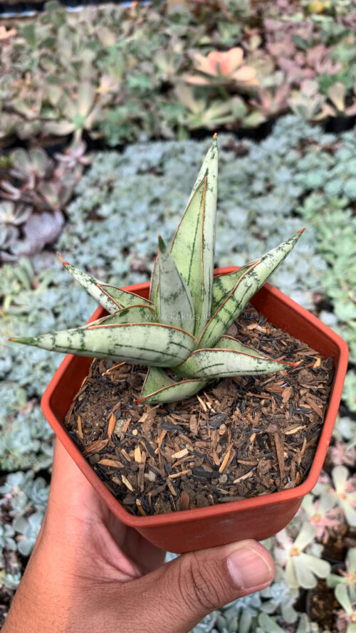 Sansevieria Donii, real gallery image #3 plants. Picture taken directly from kaktus.id community Sansevieria farmer green houses.
