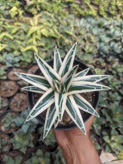 Agave White Rhino Size 12 Cm, real gallery image #4 plants. Picture taken directly from kaktus.id community Agave farmer green houses.
