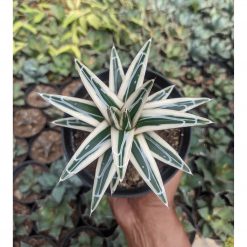 Agave White Rhino Size 12 Cm, real feature image plant. Picture taken directly from kaktus.id community Agave farmer green houses.
