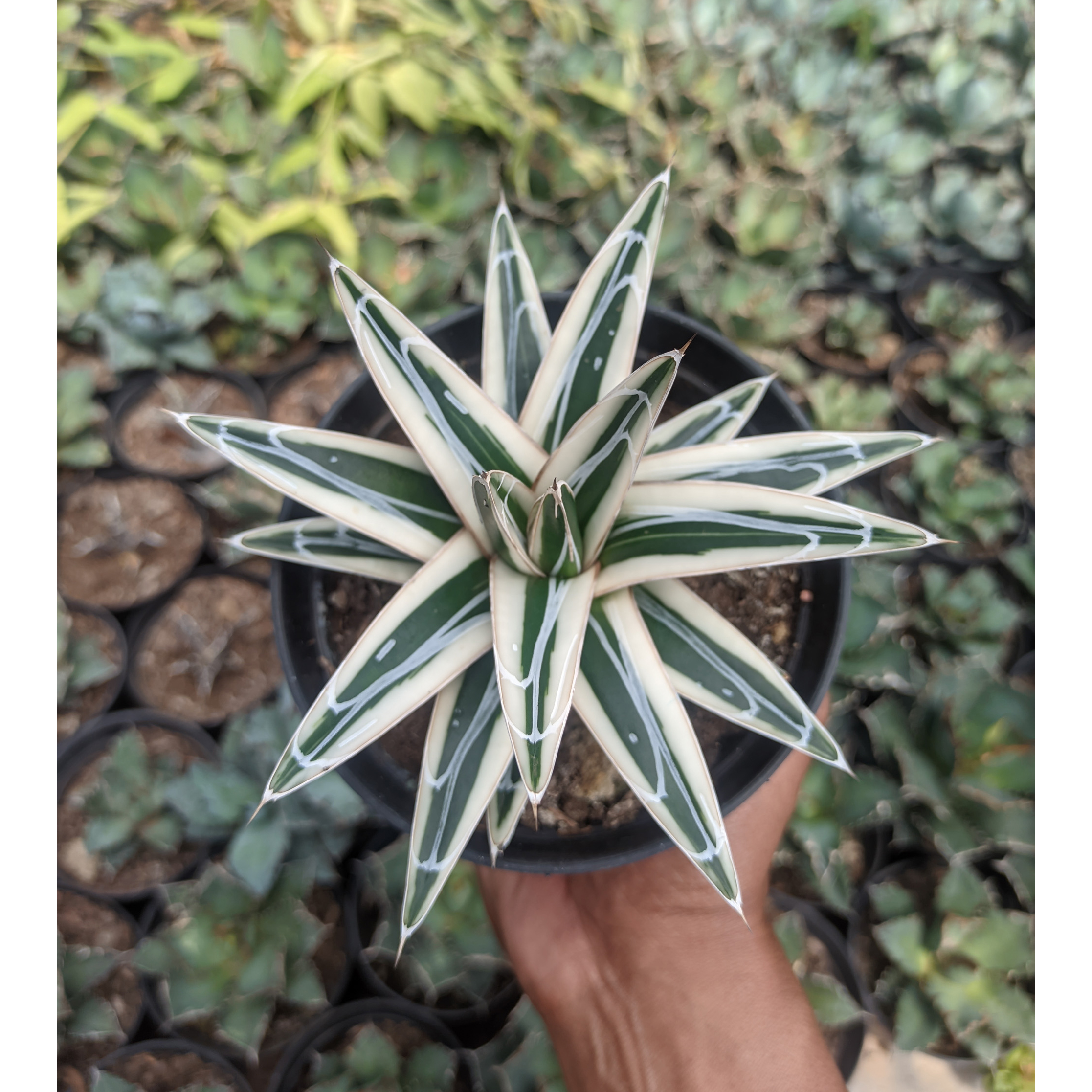 Agave White Rhino Size 12 Cm For Sale - Real Pictures, kaktus.id Plants  Exporter