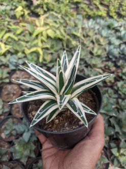 Agave White Rhino Size 12 Cm, real gallery image #5 plants. Picture taken directly from kaktus.id community Agave farmer green houses.