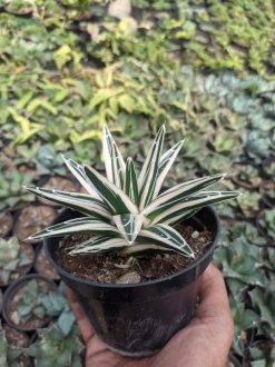 Agave White Rhino Size 12 Cm, real gallery image #3 plants. Picture taken directly from kaktus.id community Agave farmer green houses.