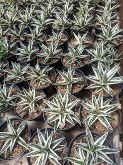 Agave White Rhino Size 12 Cm, real gallery image #1 plants. Picture taken directly from kaktus.id community Agave farmer green houses.