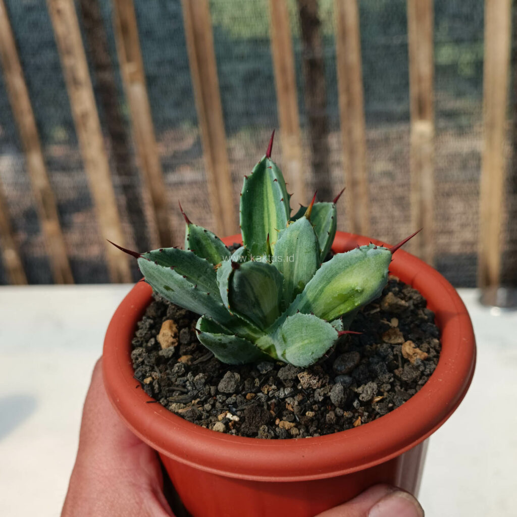 kaktus.id
