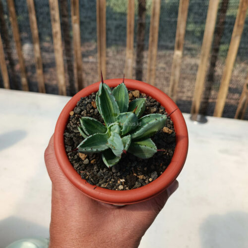 Agave Potatorum CV. Cubic Variegated, real gallery image #5 plants. Picture taken directly from kaktus.id community Agave farmer green houses.
