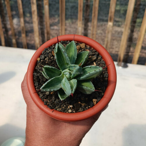 Agave Potatorum CV. Cubic Variegated, real gallery image #8 plants. Picture taken directly from kaktus.id community Agave farmer green houses.