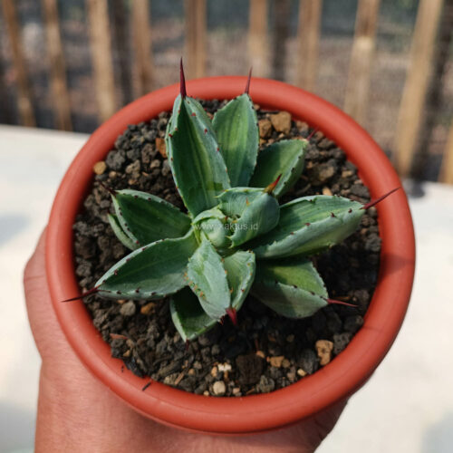 Agave Potatorum CV. Cubic Variegated, real gallery image #10 plants. Picture taken directly from kaktus.id community Agave farmer green houses.