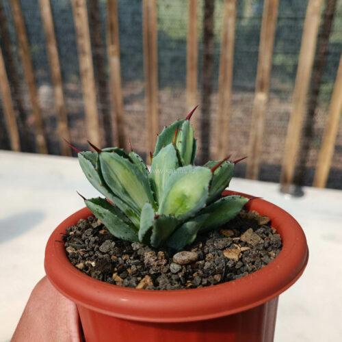 Agave Potatorum CV. Cubic Variegated, real gallery image #12 plants. Picture taken directly from kaktus.id community Agave farmer green houses.