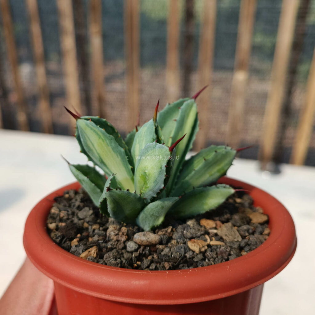 kaktus.id