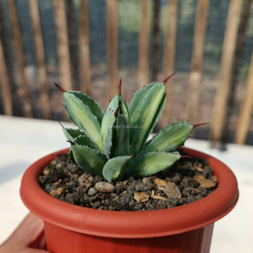 Agave Potatorum CV. Cubic Variegated, real gallery image #15 plants. Picture taken directly from kaktus.id community Agave farmer green houses.