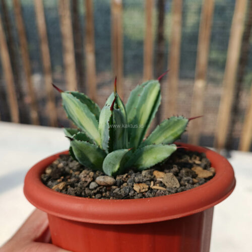 Agave Potatorum CV. Cubic Variegated, real gallery image #16 plants. Picture taken directly from kaktus.id community Agave farmer green houses.