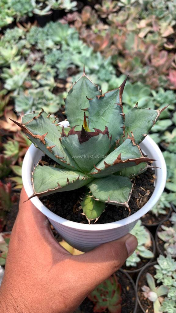 kaktus.id