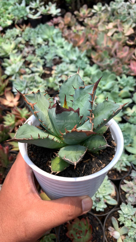 kaktus.id