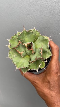 Agave Titanota Kyoto, real gallery image #1 plants. Picture taken directly from kaktus.id community Agave farmer green houses.