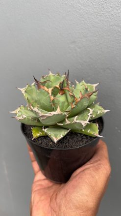 Agave Titanota Kyoto, real gallery image #2 plants. Picture taken directly from kaktus.id community Agave farmer green houses.