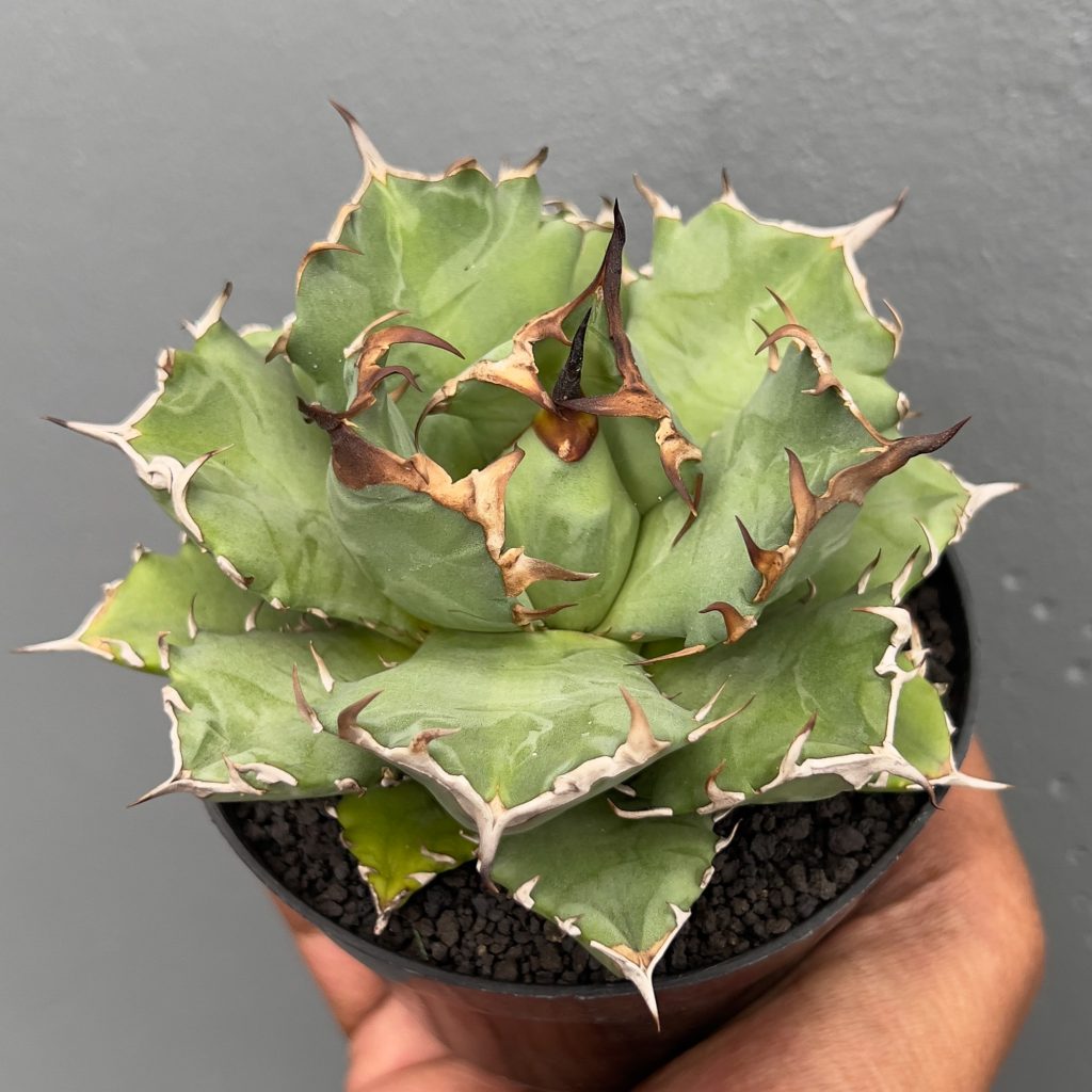 アガベ Agave titanota 'Dusty Roads' 195 Agave titanota 'Dusty Roads' 195